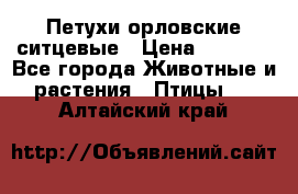 Петухи орловские ситцевые › Цена ­ 1 000 - Все города Животные и растения » Птицы   . Алтайский край